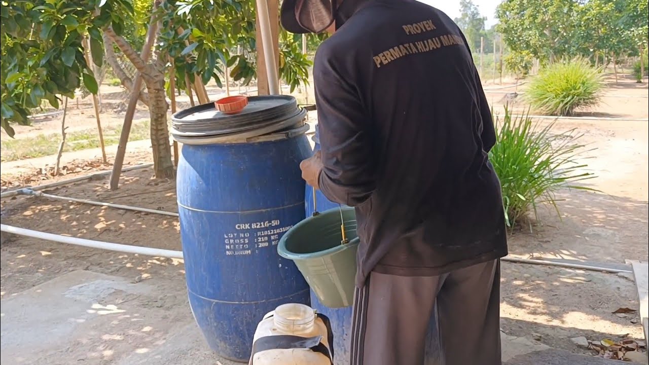 CARA ampuh mengobati busuk akar tanaman alpukat