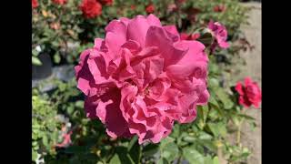 Mimosa Roses Nursery 2020