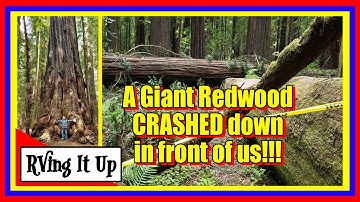 Humboldt Redwoods Park - The Incredible Giant Redwoods!!!  One fell right in front of us!!!!