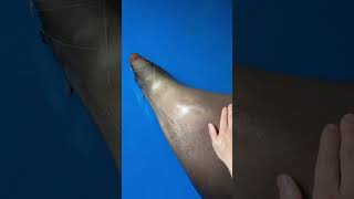 The keeper sings to lull sea lion Morrin to sleep #funnyanimals #sealion