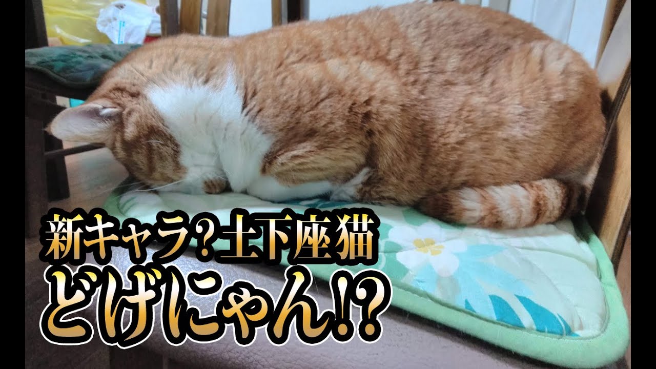 猫動画 新キャラ 土下座猫どげにゃん にゃんともパレード 162 Youtube