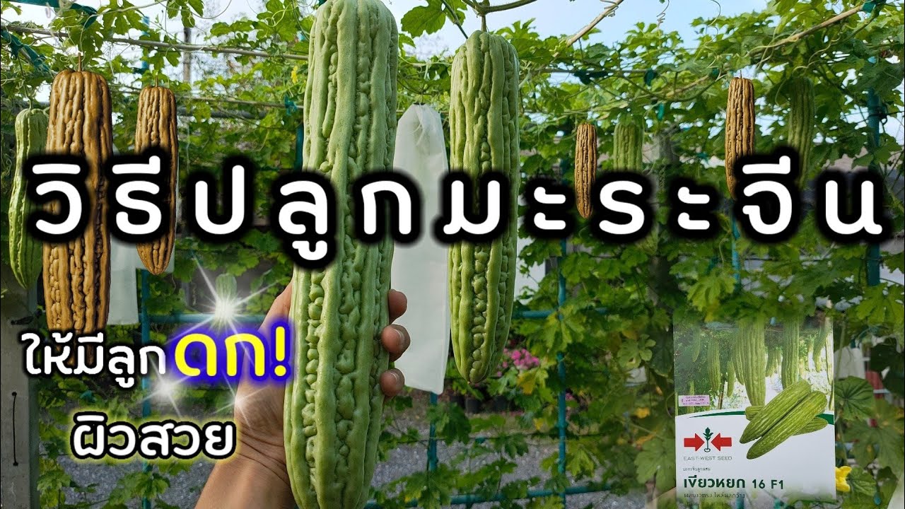 วิธีปลูกมะระจีนให้มีลูกดก ผิวสวย ได้ผลผลิตดี✓