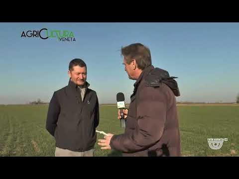 AGRICULTURA VENETA | 18/02/2023