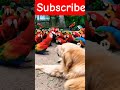 Subscribe♥#parrot #dogs