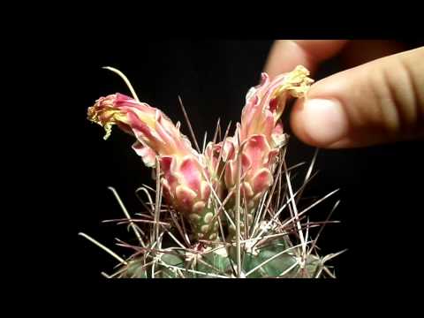 How to  pollinate cactus flowers to get seeds