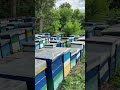 My bee farm is at full power. These bees are real hustlers