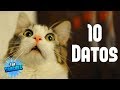 10 Cosas Que No Sabias Sobre LOS GATOS. Top Sanchez