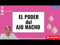 EL PODER DEL AJO MACHO