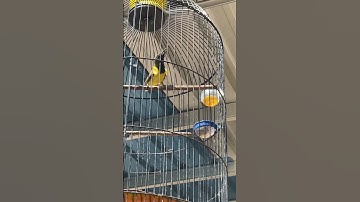 burung 1 ini kalau lihat pleci mesti selalu begitu #burung #kicaumania #qinarabanyuwangi