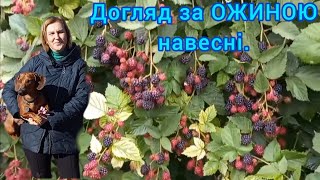 Догляд за ОЖИНОЮ НАВЕСНІ🫐для Рясного Врожаю Великих Ягід#ожина#доглязаожиноюнавесні#формуванняожини