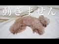 手術が終わってクレマが帰ってきました【トイプードル】