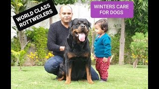 #WorldClass #Rottweiler #WINTERSDogCare | By Baadal Bhandaari 9878474748