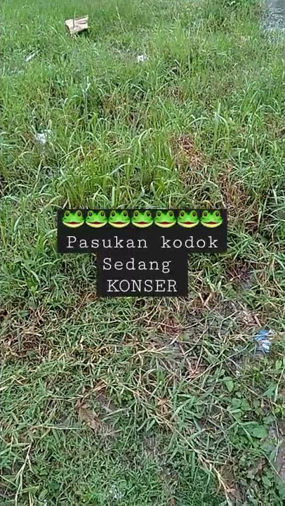 begini kalo 🐸🐸 sedang KONSER #kodok #katak #suaraalam #shorts