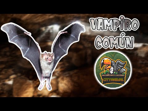 World Animal Encyclopedia: Common Vampire Bat - The Royal Dracula