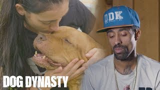 Goodbye Maia: The OG Pitbull Who Started DDK9’s | DOG DYNASTY