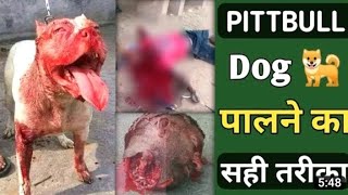 Pitbull Dog पलन क सह तरक Pitbul Dog Agri कय ह जत ह All Dog Related Video
