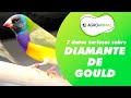 🐦 Diamante de Gould 🐦 Curiosidades y cuidados básicos que debes conocer