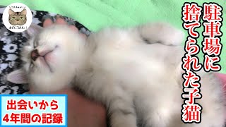 駐車場でひとり泣いていた子猫の保護から年間【まとめ動画】