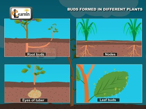 Video: At the leaf in the bosom: what are axillary buds