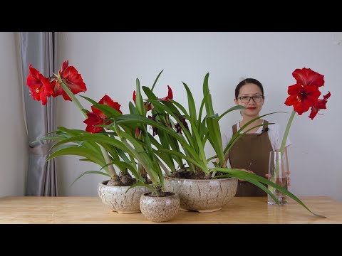 Video Trồng hoa loa kèn | lan huệ và thụ phấn cho hoa - youtube