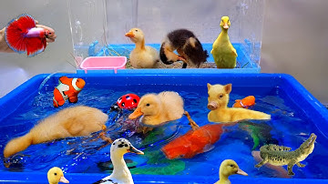 Tổng hợp video cá cảnh đẹp, động vật dễ thương, vịt, cá lia thia, cá betta, cá rồng abino