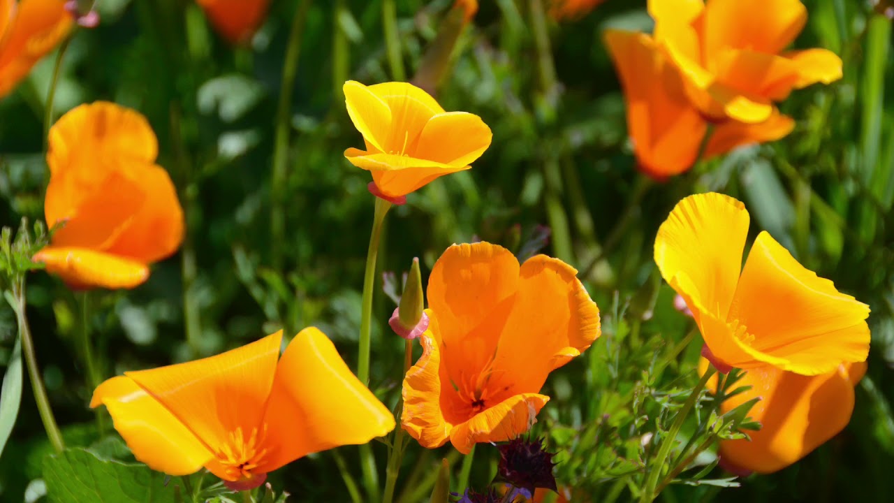 Walker Canyon - Super Bloom 2019
