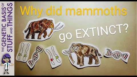 The woolly mammoth: Genomic analysis shows indicators of the imminence of extinction