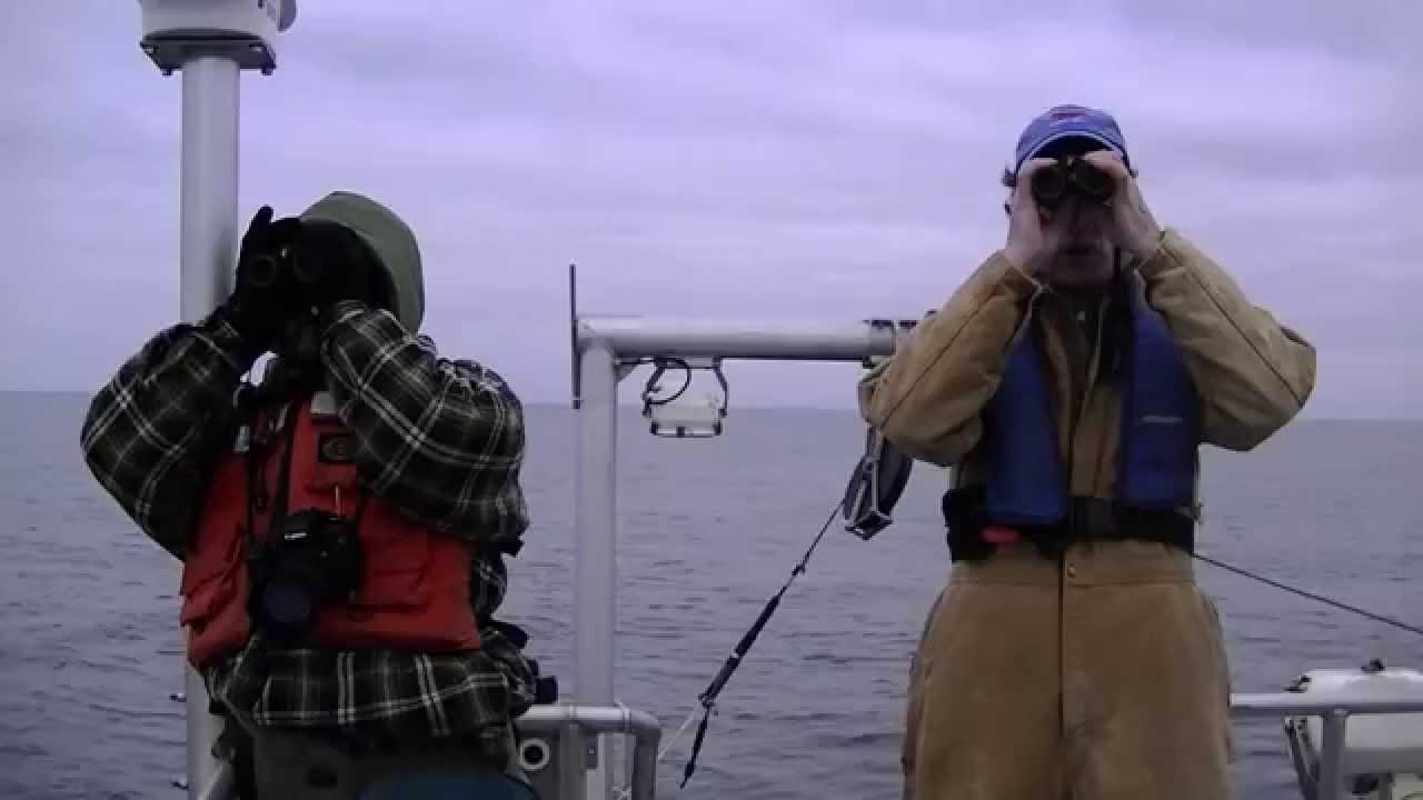 whales breaching Your Earth Is Blue: Stellwagen Bank Christmas Bird Count
