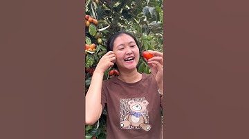 Ăn Quả Nhót Tại Cây Cùng Trang Ở Đắk Lắk #shorts