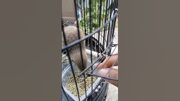 cara melatih anak cendet/pentet agar cepat bisa makan sendiri #cendet #burungcendet #anakburung