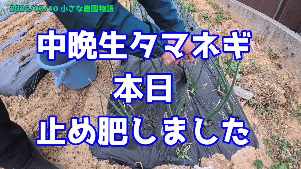 【玉ねぎ】中晩生玉ねぎ　本日、止め肥しました　2026/03/10