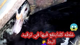 غلطة كلنا بنقع فيها قبل ترقيد البط/اختاروا البطه الصح للرقد ومتغلطوش غلطتي