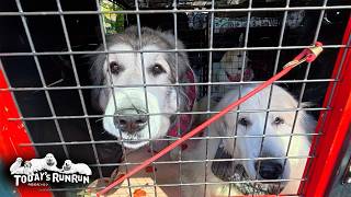 お出かけが注射だったので...期待外れだったアランとベルとリリーです　Great Pyrenees　グレートピレニーズ