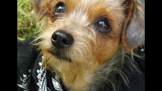Zita Adoption Movie TracysDogs Zita Adoption Movie TracysDogs