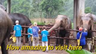 Elephant mountain sanctuary #Chiangmaithailand
