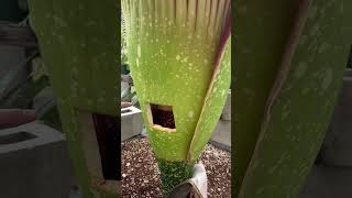 Our 2023 Corpse Flower Blooming! #shorts