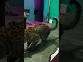 Ghar me sher ghus aaya #animals #wildlife #lion #shortvideo #zoo #animalworld #animalswithcameras