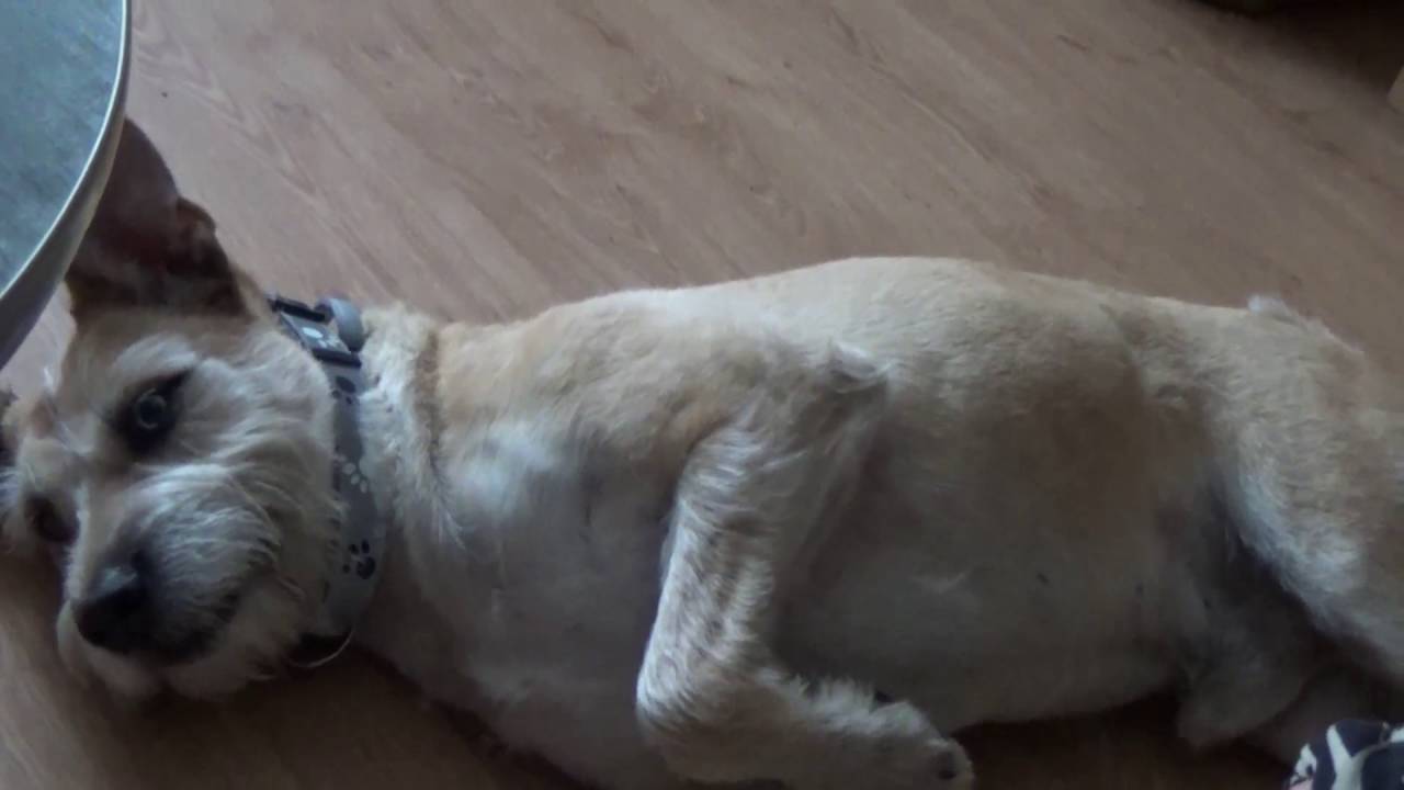 Vloguś z Częstochowa /w Młoteczka