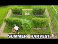 Summer GARDEN HARVEST Relaxing Vegetable Gardening Frozen Food Storage