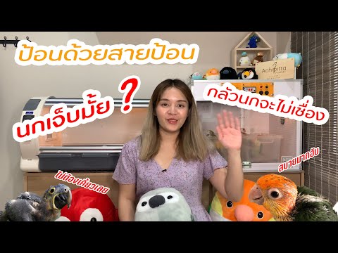 Achipitta | ป้อนลูกนกด้วย “สายป้อน” ดีหรือไม่ดี มาฟังคำตอบเต็มๆในคลิปนี้เลย