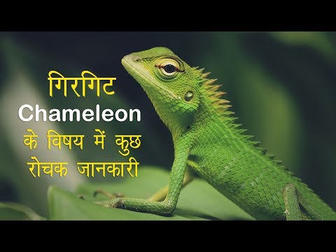 #Chameleon Information In Hindi गिरगिट के बारे में ll #Special Thought