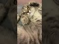 sweet scottish fold cat purrs and enjoys the day