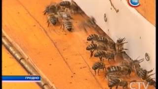 Лечение биомагнитным полем пчел: необычный «пчелиный домик» появился в Гродно