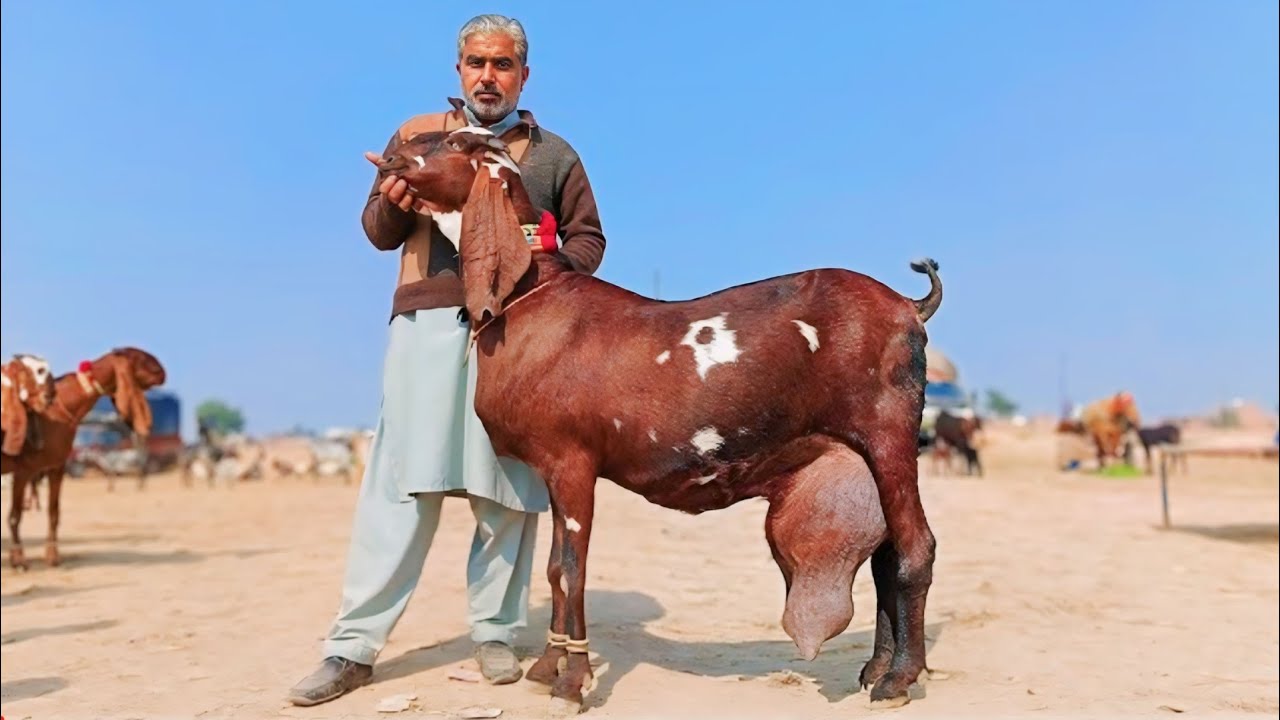 Gujar Multan Big Goats of Aslam Gujjar | Bakra Mandi Multan Today Latest Update 28 ...