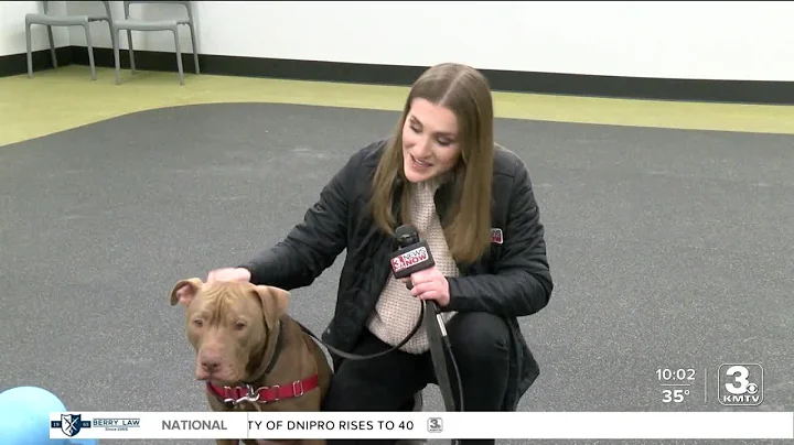Nebraska Humane Society hosts adoption event in ho...