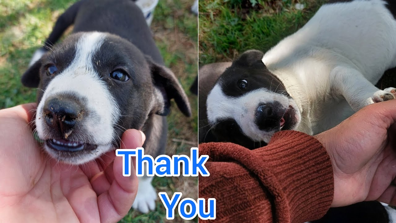 Is My Puppy Protected From Parvo After 2 Shots Is My Puppy Protected From Parvo After 2 Shots