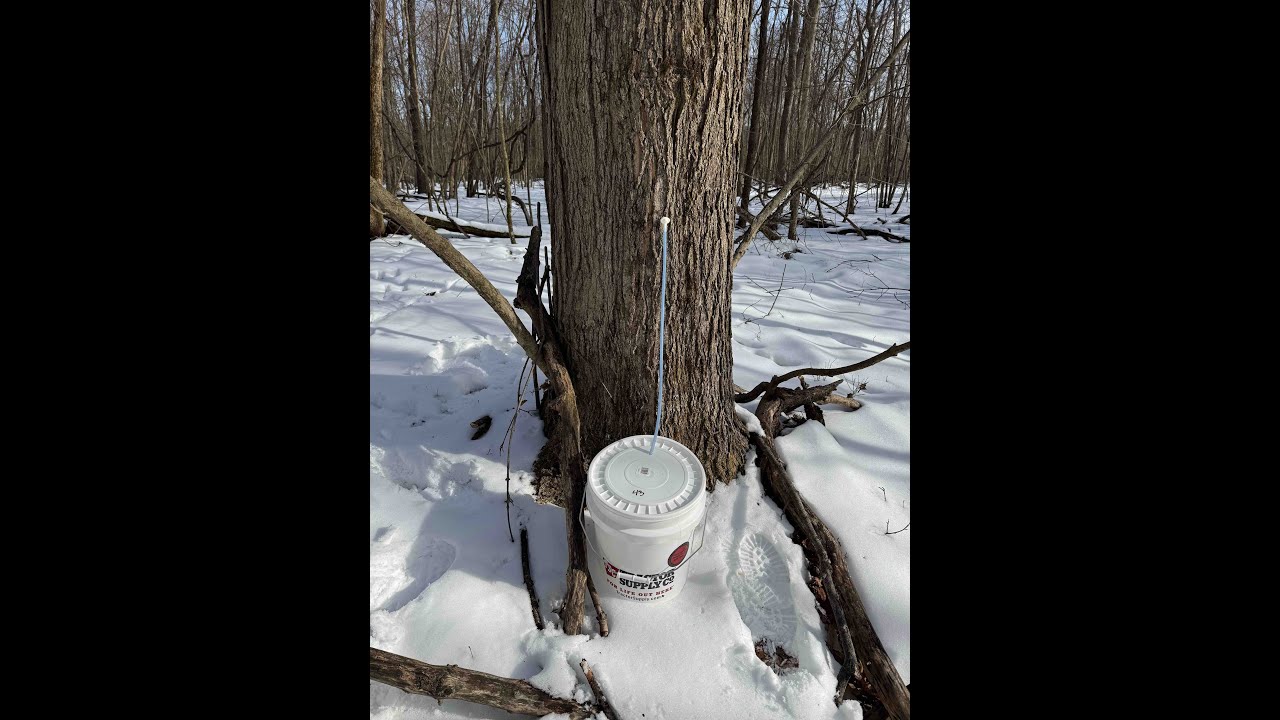First Time Tapping Maple Trees - YouTube