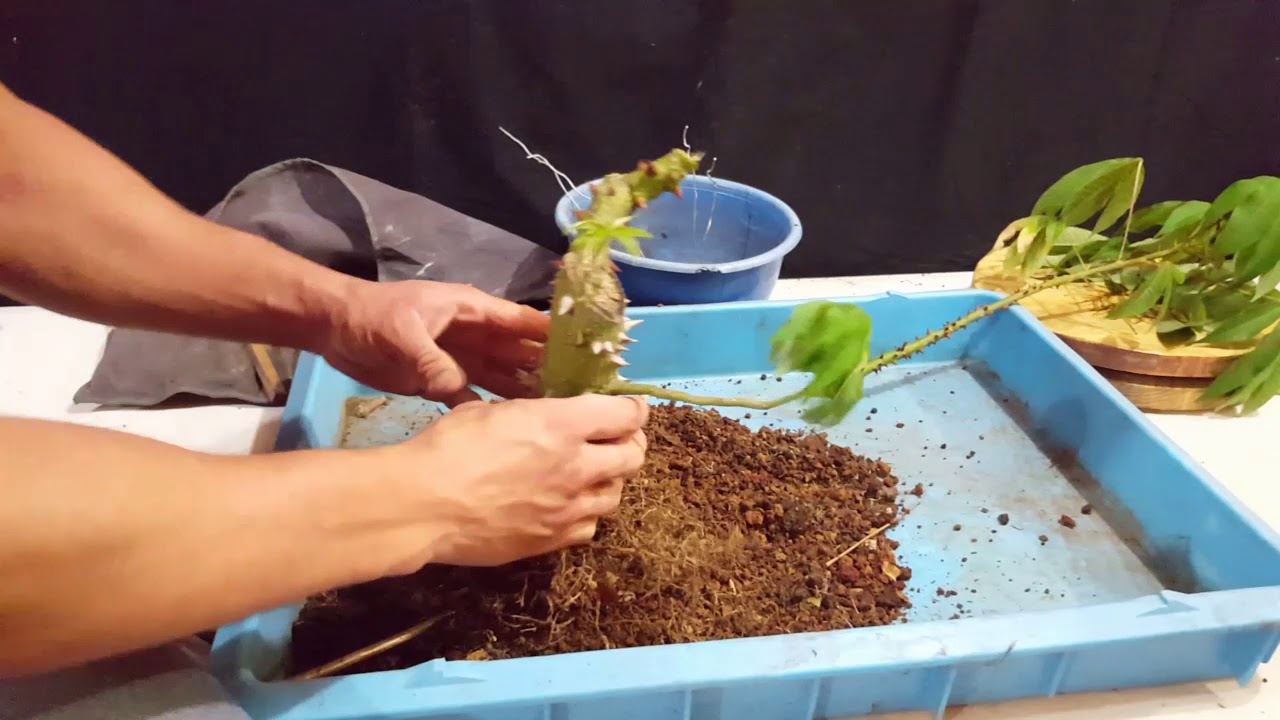Pre bonsai de ceiba o palo borracho
