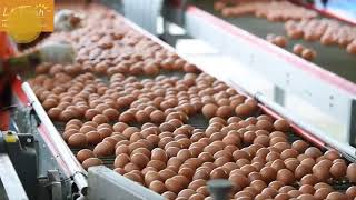 World Amazing Automatic Egg Processing Machines, Modern Factory Eggs Breaking Processing Technology