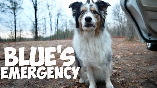 I Rushed My Dog to the Emergency Vet For This | Living In My Car | Car Camping Cons